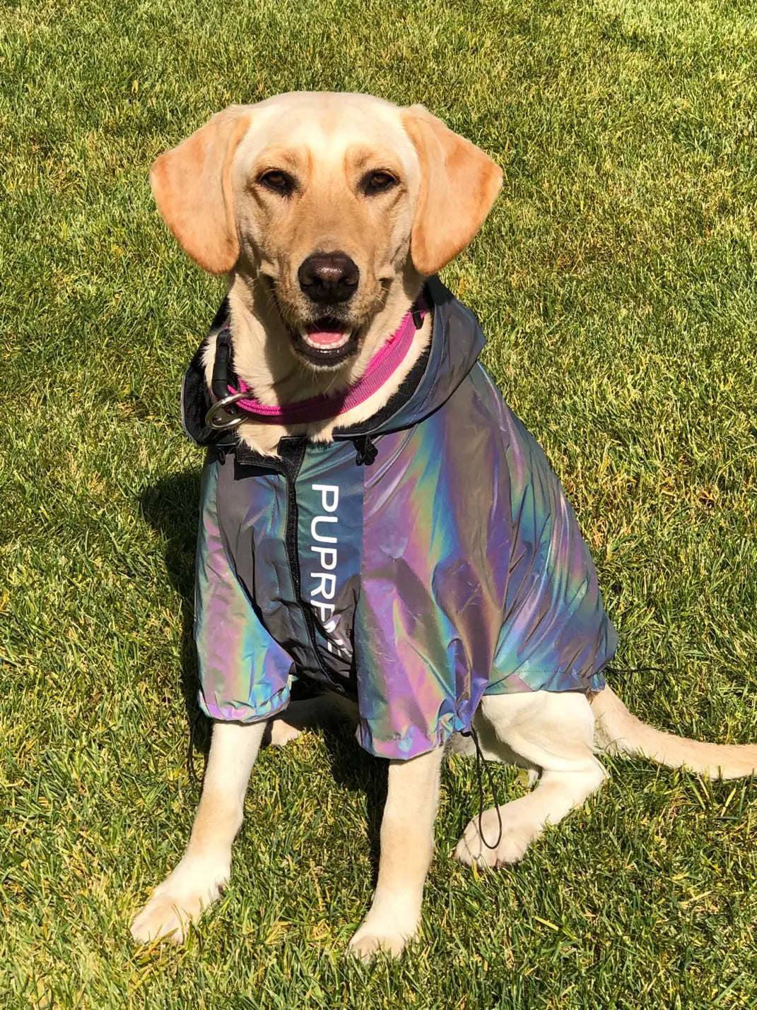 PawShield™ Reflective Raincoat